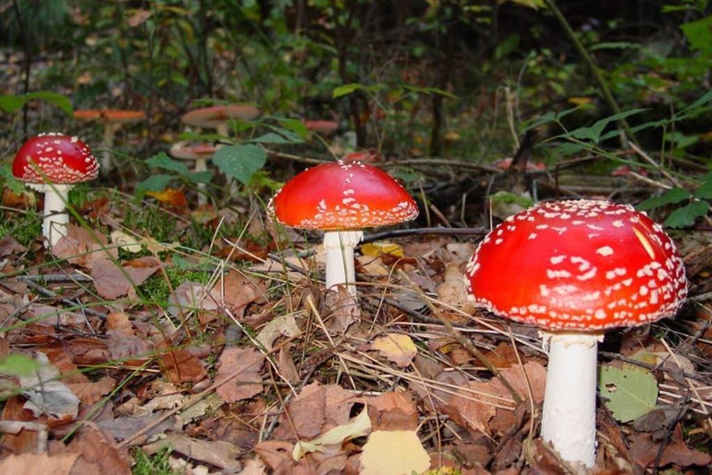 Vakantiehuisje Gaasterland Oudemirdum Friesland Nederland Εξωτερικό φωτογραφία